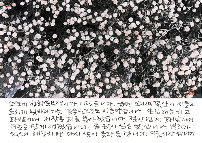 - 소설에, 청화 쑥부쟁이가...