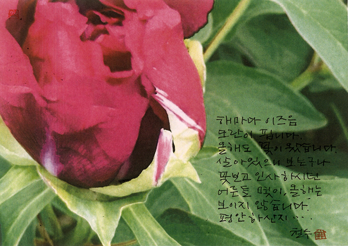 - 해마다 이즈음, 모란이...
