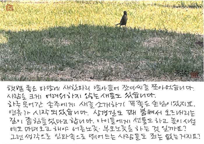 - 마당에 날아든 새 한마리...