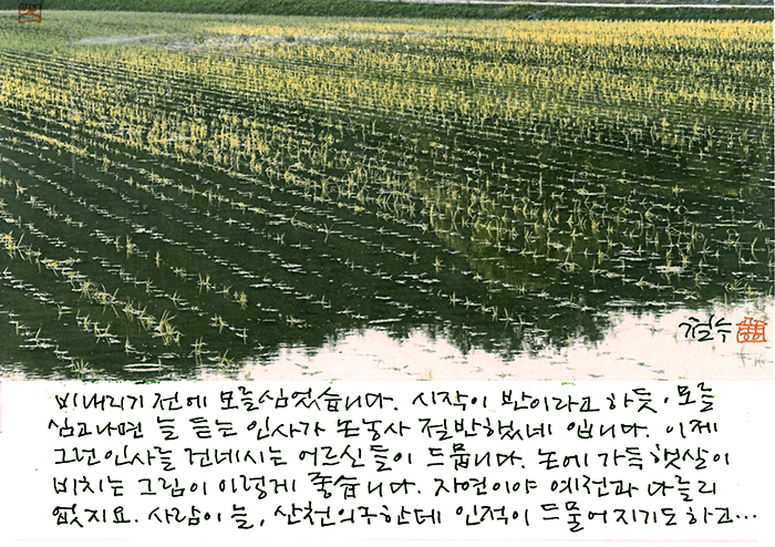 -  비오기 전에 모를 심었습니다.