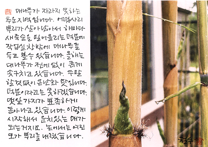 - 댓잎 가지가 뽀족하게...