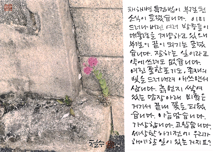 - 여린 풀 한포기도...