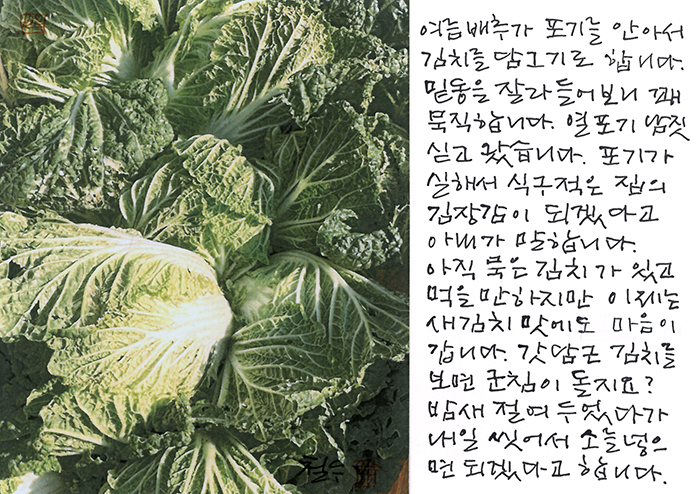 - 여름 배추가 포기를 안아...