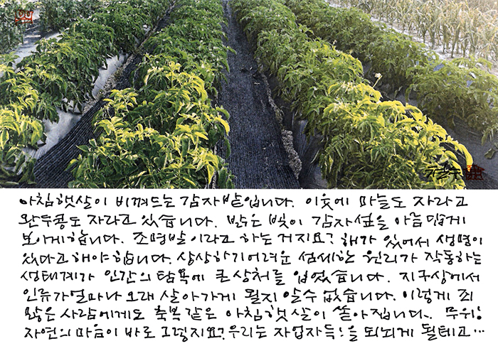 - 축복같은 아침 햇살이...