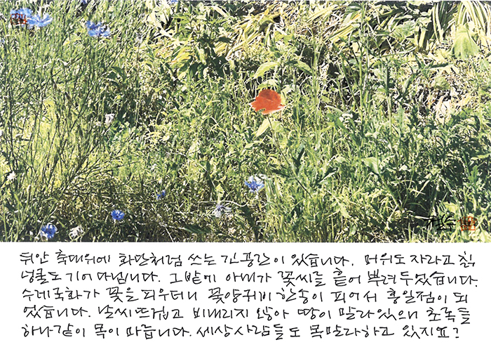 - 꽃양귀비 한 송이...