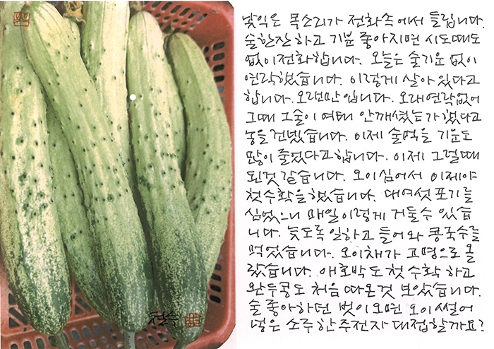 - 오이 심어서 이제야...