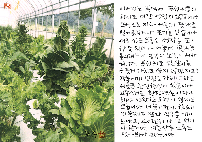 - 푸성귀들의 처지도...