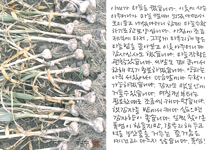 - 마늘 캘 때 되었다면서...