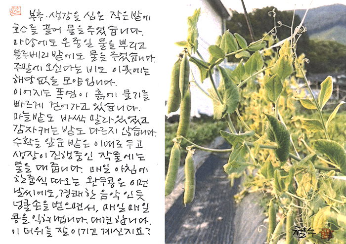 - 폭염이 흙에 물기를 걷어가...