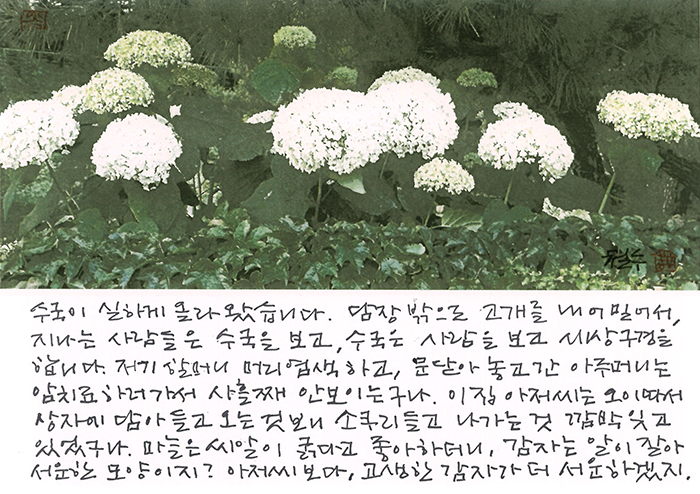 - 수국이 담장 밖으로...