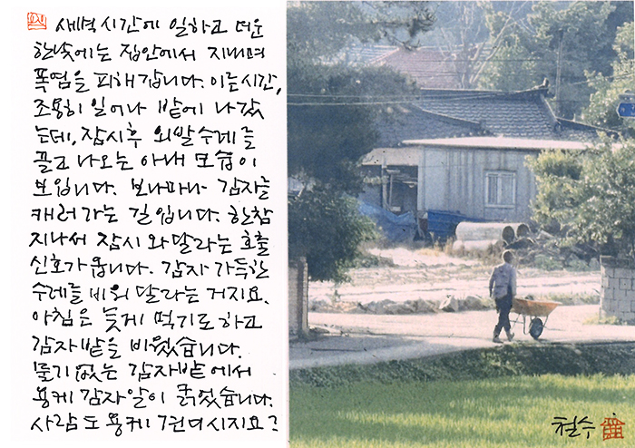 - 물기 없는 감자밭에서...