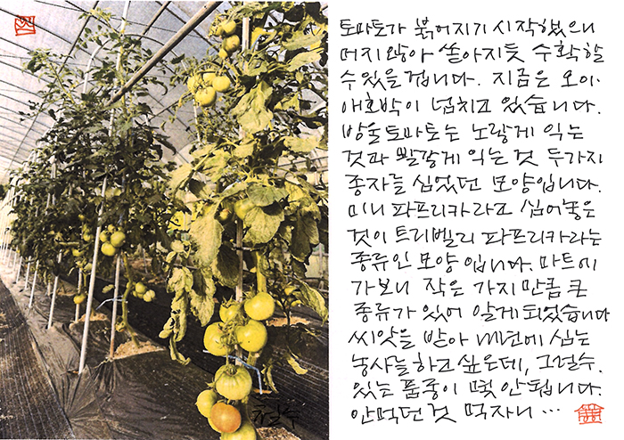 - 토마토 붉어지기 시작해...