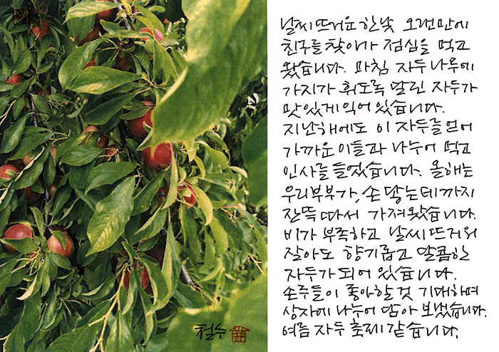 - 여름 자두 축제같은...
