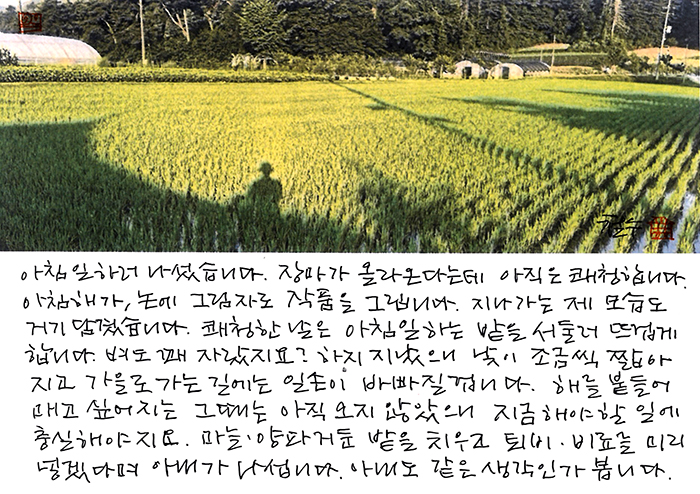 - 아침 해가 논에...