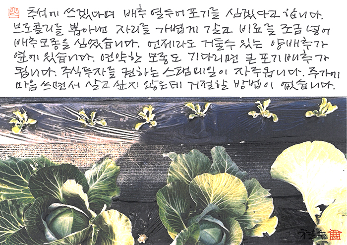 - 배추 모종과 주식 투자...