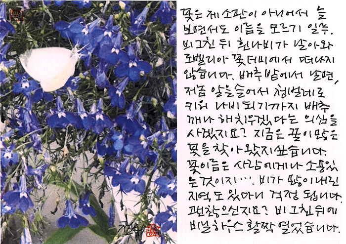 - 흰나비가 날아와...