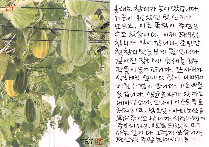 - 참외가 늦어졌습니다.