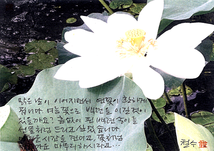 - 백련 한 송이를 선물처럼...