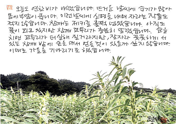 - 이대로 가을을 기다리기로...