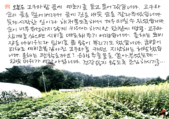 - 오늘은 고구마 밭 골에...