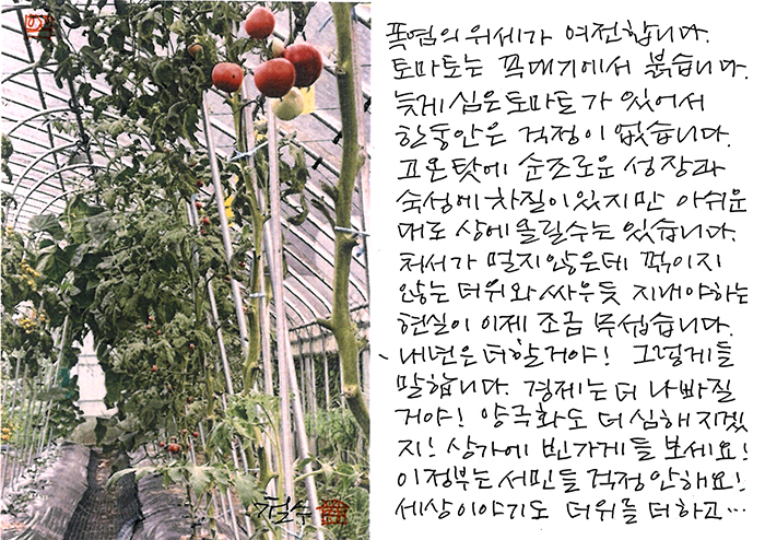 - 토마토는 꼭대기에서 붉고...