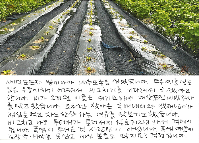 - 배추 모종을 심었습니다.