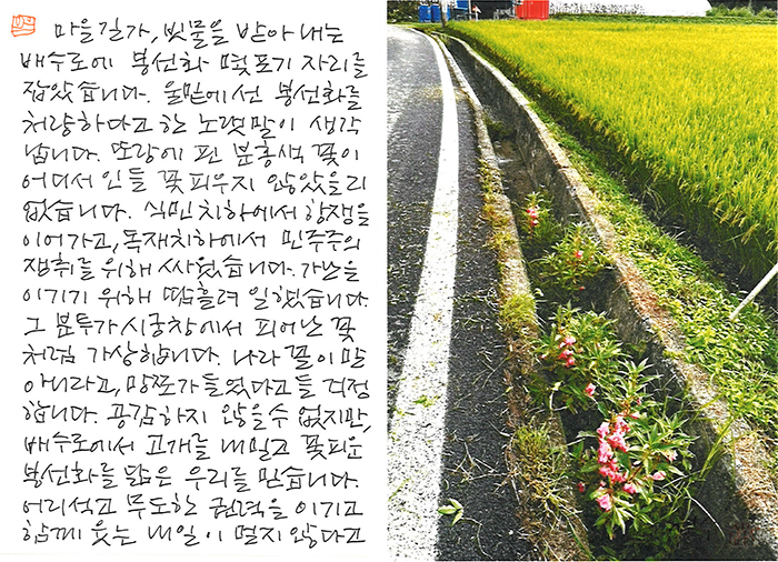 - 봉선화를 닮은 우리를...