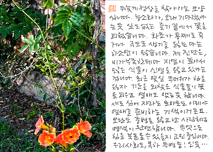 - 며칠 무더위가 힘을 잃자...