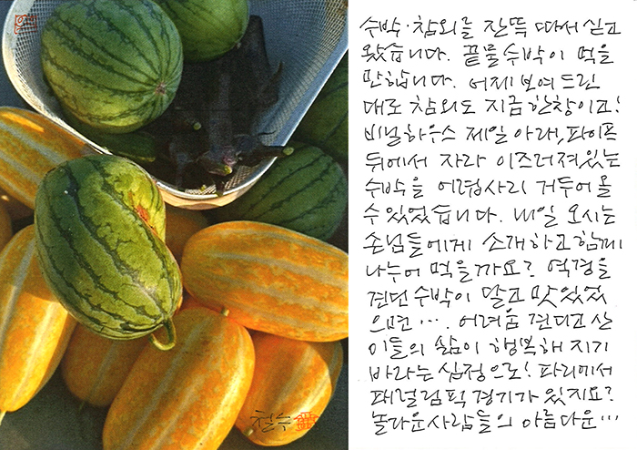 - 역경을 견딘 수박이...