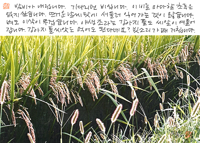 - 빗소리가 꽤 거칩니다.