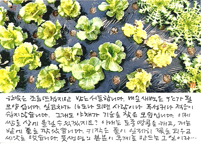 - 푸성귀가 기운을 찾는 모습...