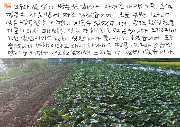 - 땅콩 밭을 비웠습니다.