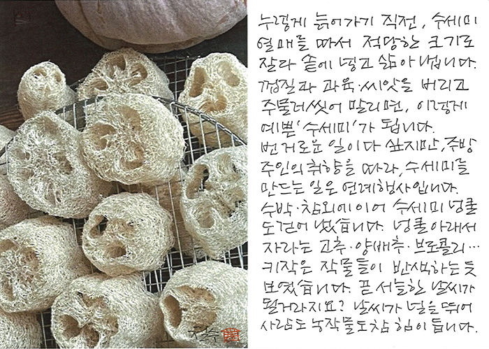 - 이렇게 예쁜 '수세미'가...