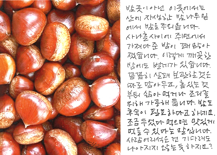 - 밤도 후숙이 필요하다고...