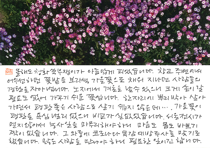 - 올해도 청화쑥부쟁이가...