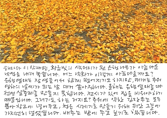 - 어느 낙화가 이렇게 아름다울까...