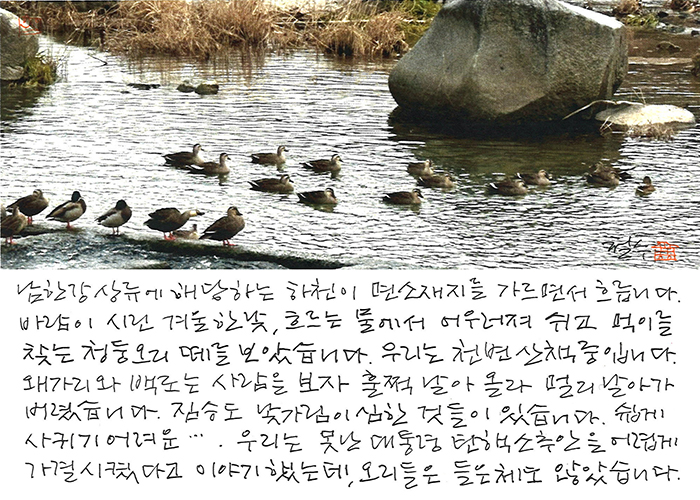 - 오리들은 들은 체도 않아...