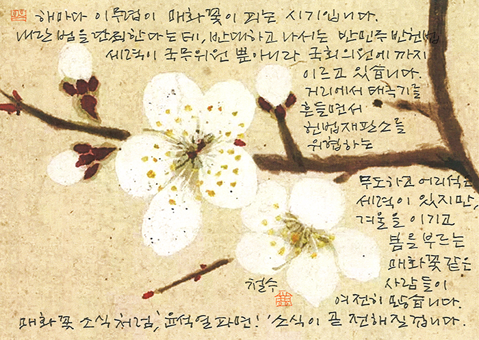 - 매화 꽃소식 처럼...