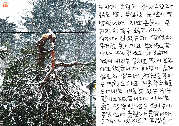 - 큰눈에 소나무 한 그루 잃은 날...