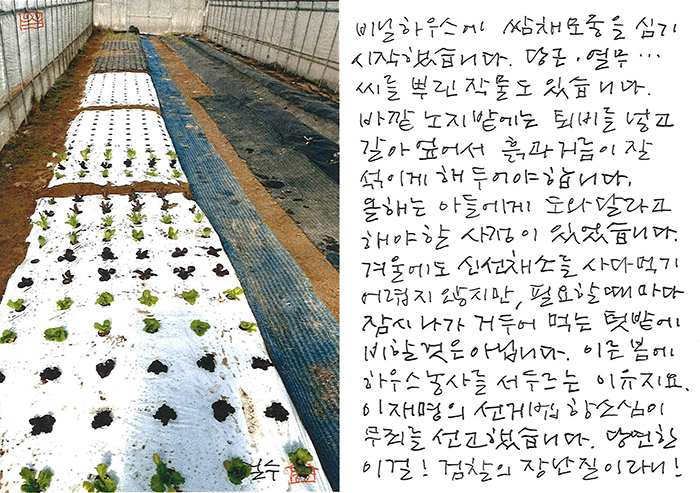 - 비닐하우스에 쌈채 모종을...