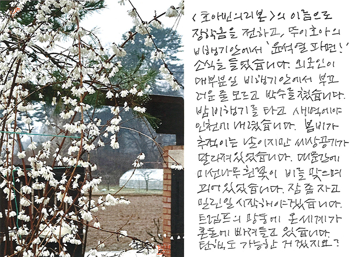 - 미선나무 흰꽃이, 비를 맞으며...