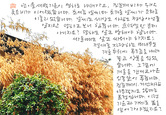 - 인동잎이 푸릅니다.