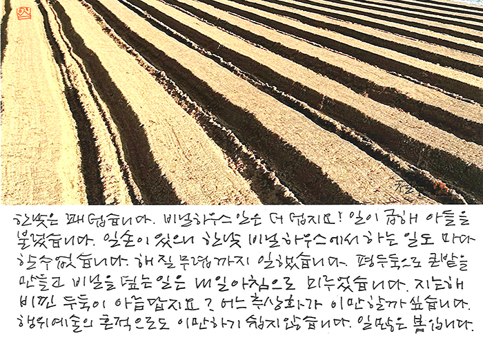- 지는 해 비낀 두둑이...