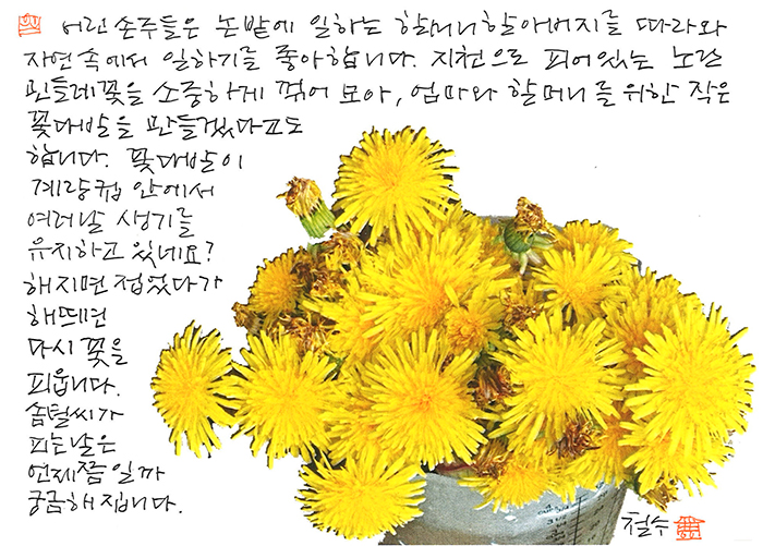 - 아기의 민들레 꽃다발이...