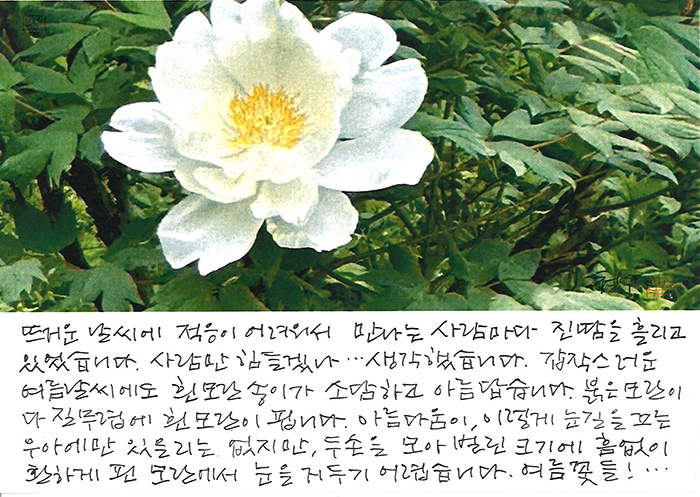 - 흰모란이 피었습니다.