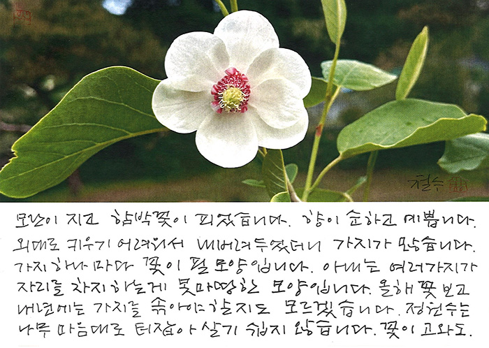- 모란이 지고 함박꽃이...