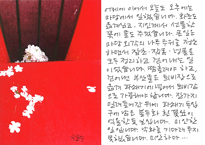 - 불두화 흰 꽃잎이 억울한 듯...