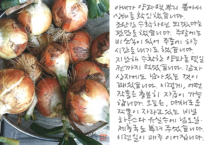 - 양파 몇 뿌리 뽑아서...