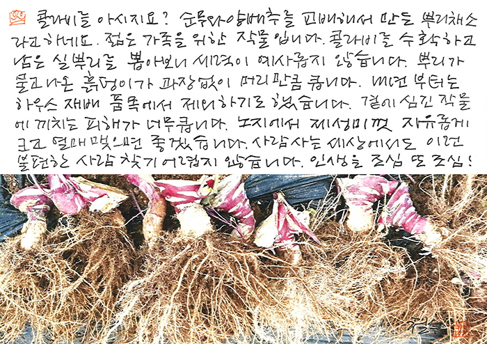- 콜라비를 아시지요?