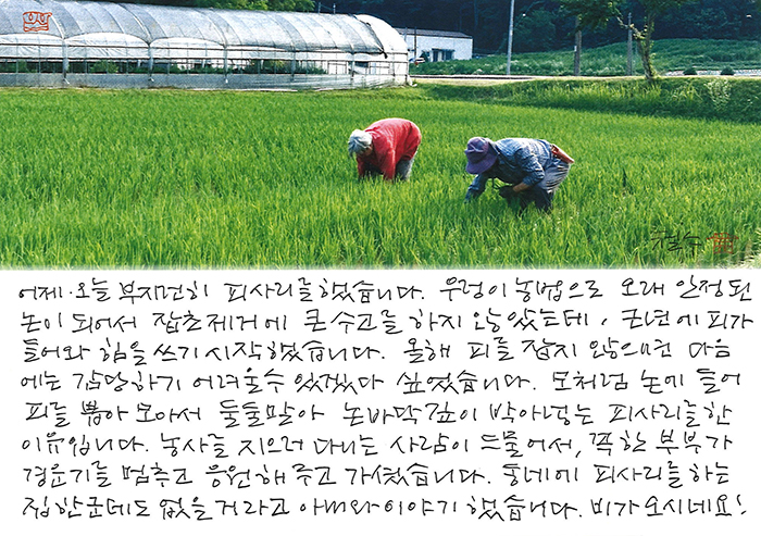 - 피사리를 했습니다.